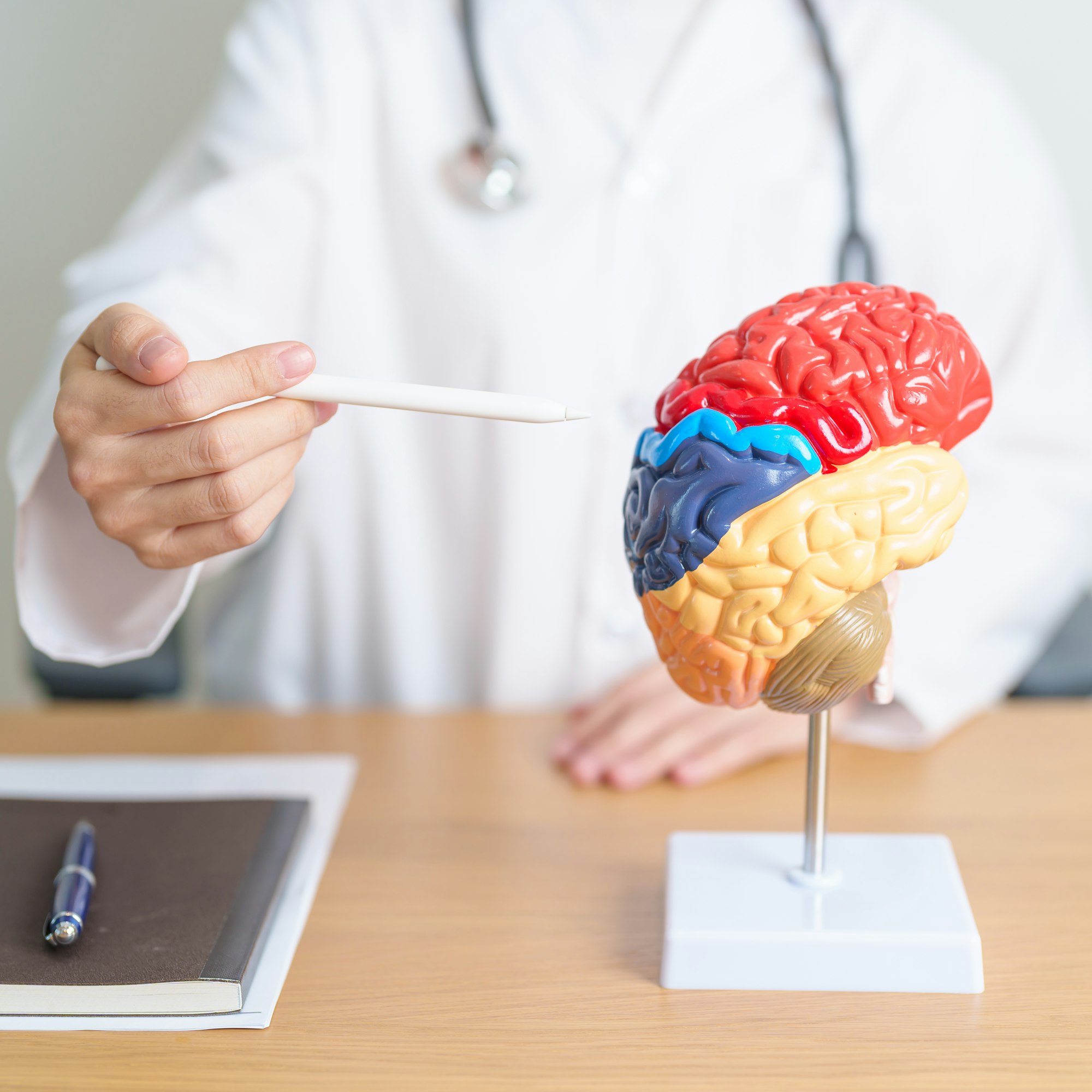 doctor with human Brain anatomy model. World Brain Tumor